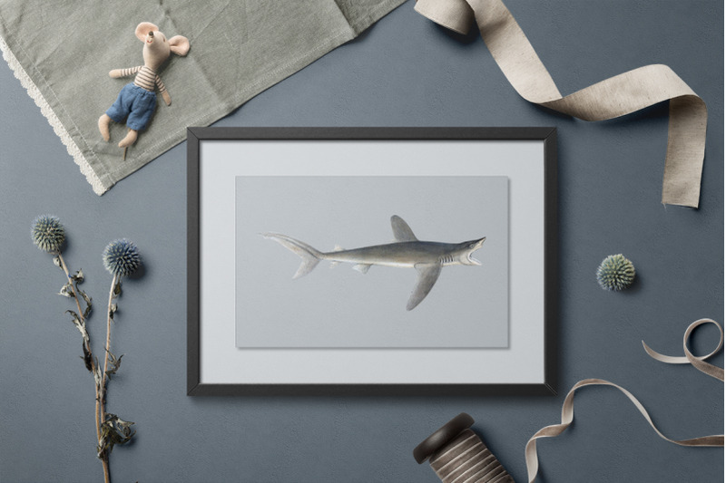 shark-clipart-common-shark