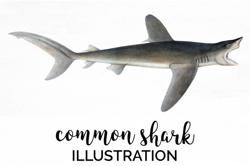 shark-clipart-common-shark