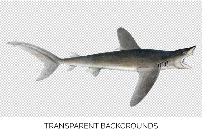 shark-clipart-common-shark