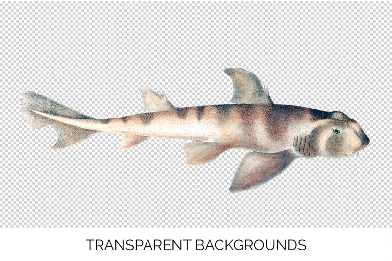 shark-clipart-port-jackson-shark