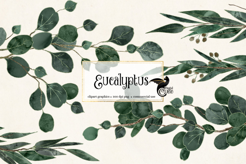 eucalyptus-clipart