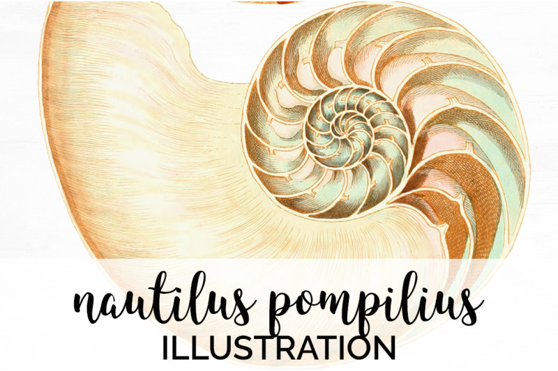 shell-clipart-clipart-nautilus-pompilius-vintage