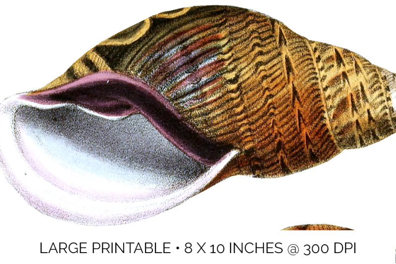 shells-clipart