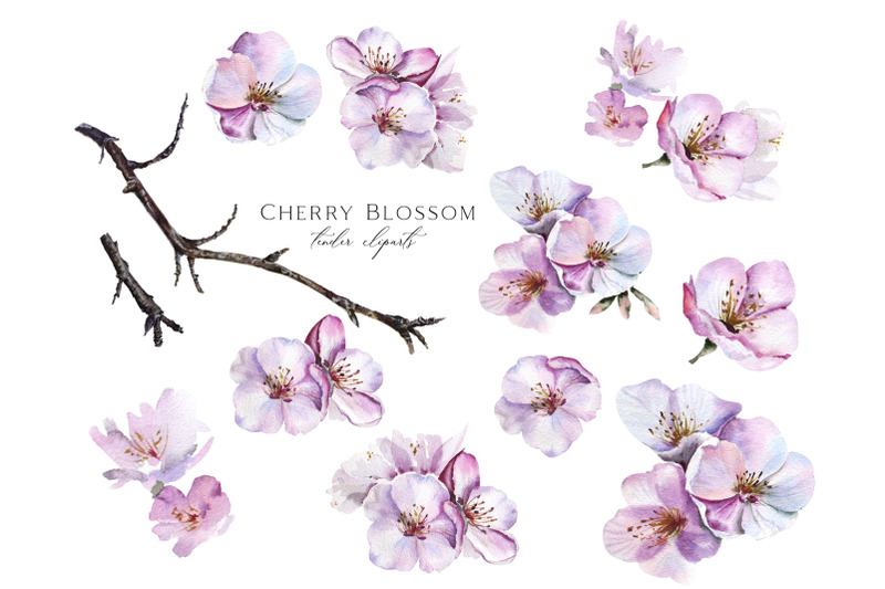 cherry-blossom-watercolor-set-png-floral-clipart-spring-flowers