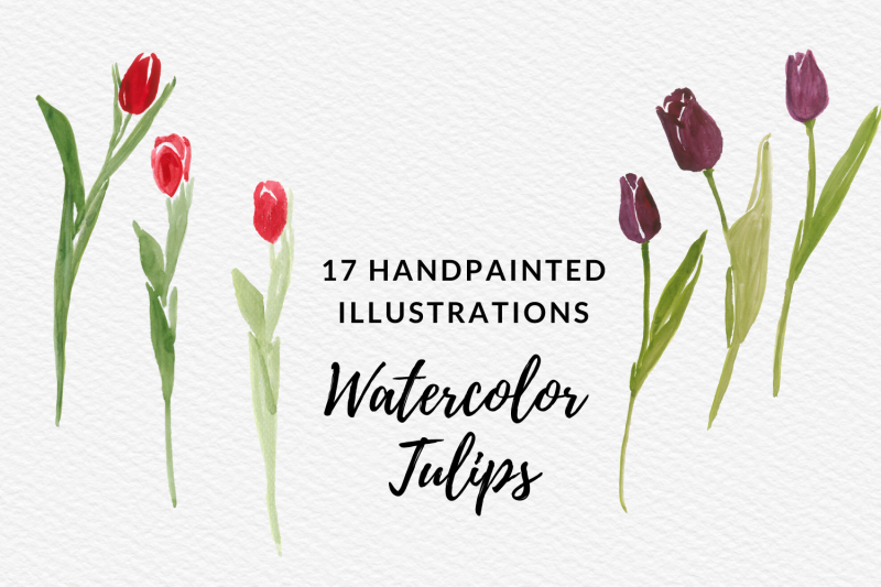 watercolor-tulips-clip-art-hand-painted-tulip-flowers-spring-flowers