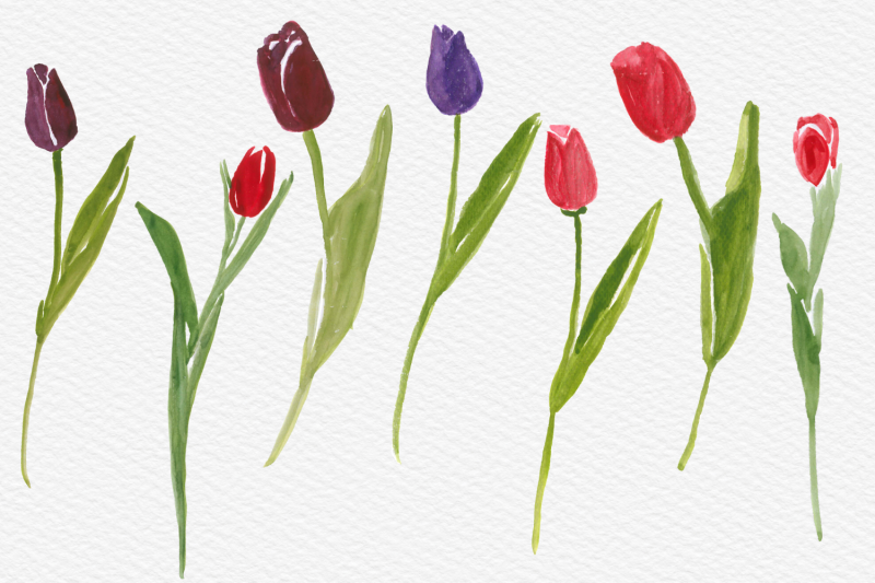 watercolor-tulips-clip-art-hand-painted-tulip-flowers-spring-flowers