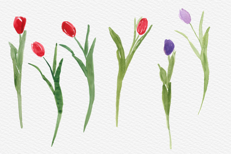 watercolor-tulips-clip-art-hand-painted-tulip-flowers-spring-flowers