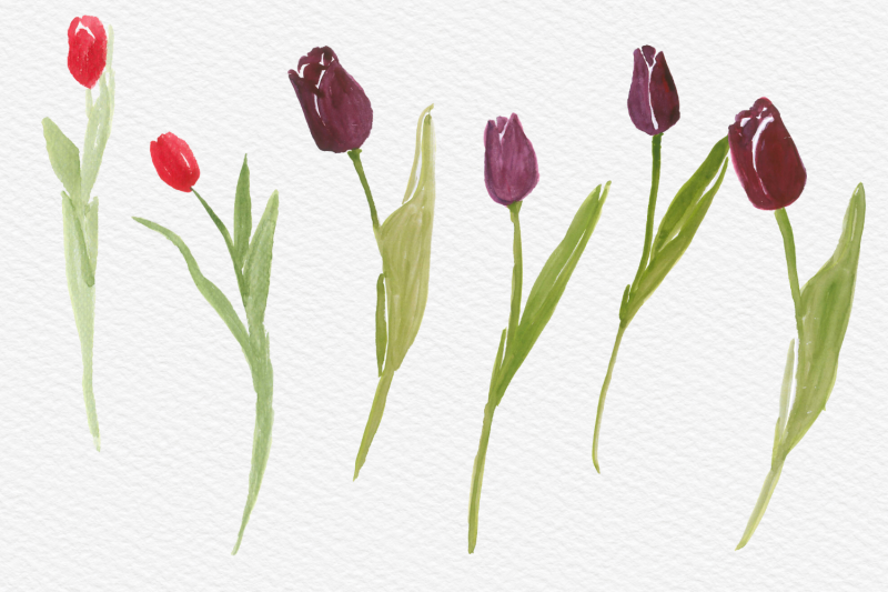 watercolor-tulips-clip-art-hand-painted-tulip-flowers-spring-flowers