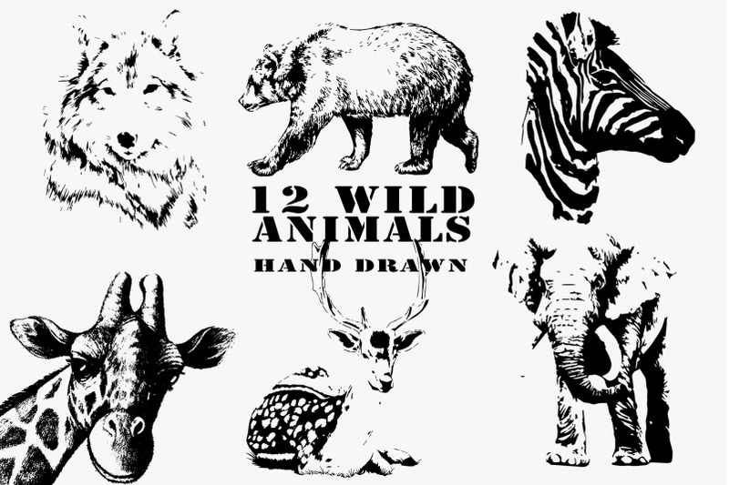 12-hand-drawn-wild-animals