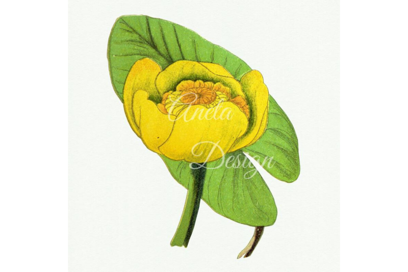 vintage-botanical-illustrations-digital-illustration-for-scrapbooking