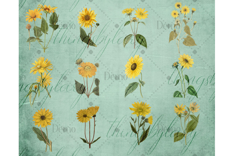 12-vintage-sunflower-ephemera-transparent-images-png