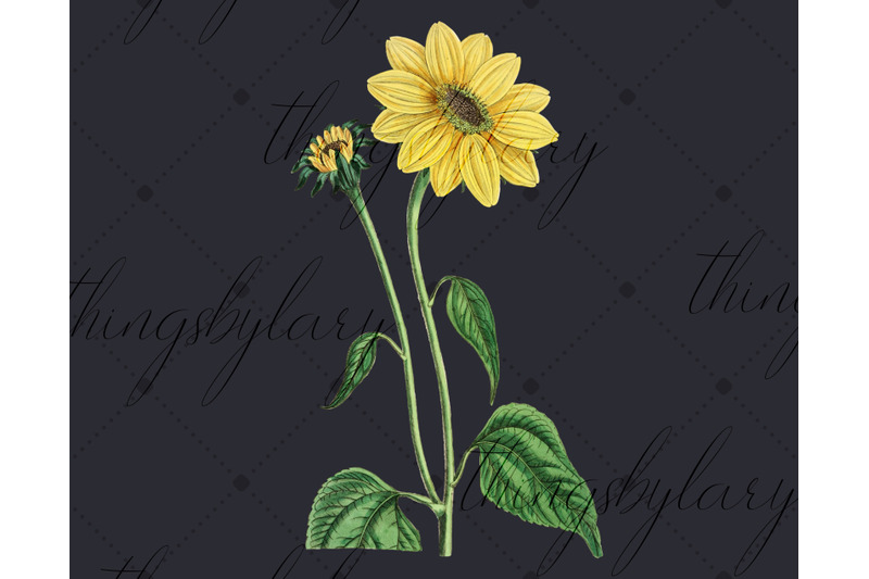12-vintage-sunflower-ephemera-transparent-images-png
