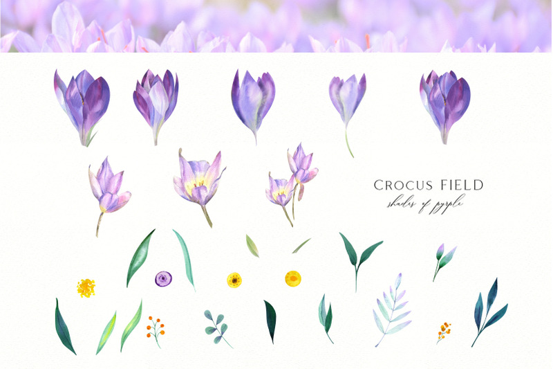 spring-crocus-flowers-watercolor-set