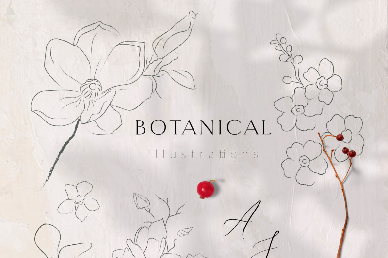 line-drawing-botanicals-plants-oli-paints-texture