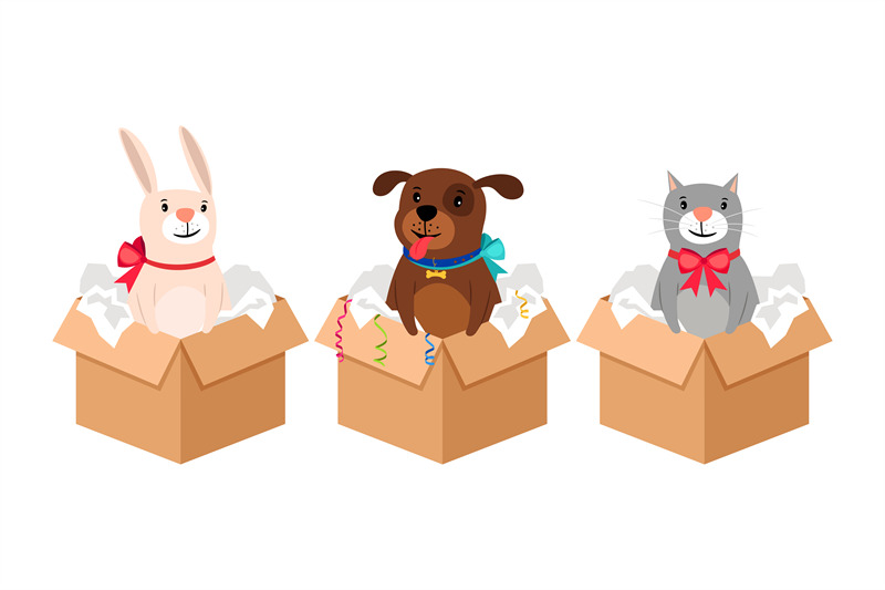 pets-in-boxes