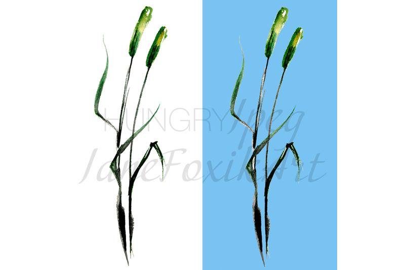 isolated-illustration-of-cattail-plant-hand-drawn-in-chinese-technique