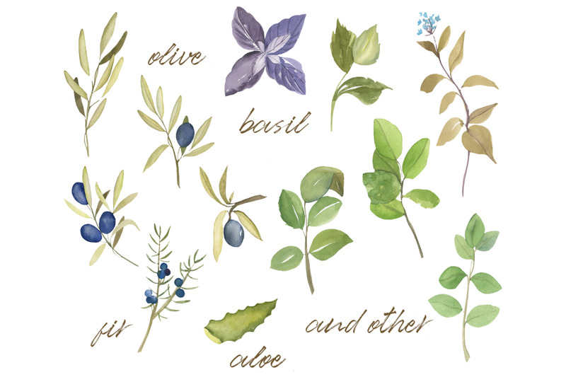 watercolor-set-of-herbs-and-aromatherapy-elements-hand-drawn-collecti