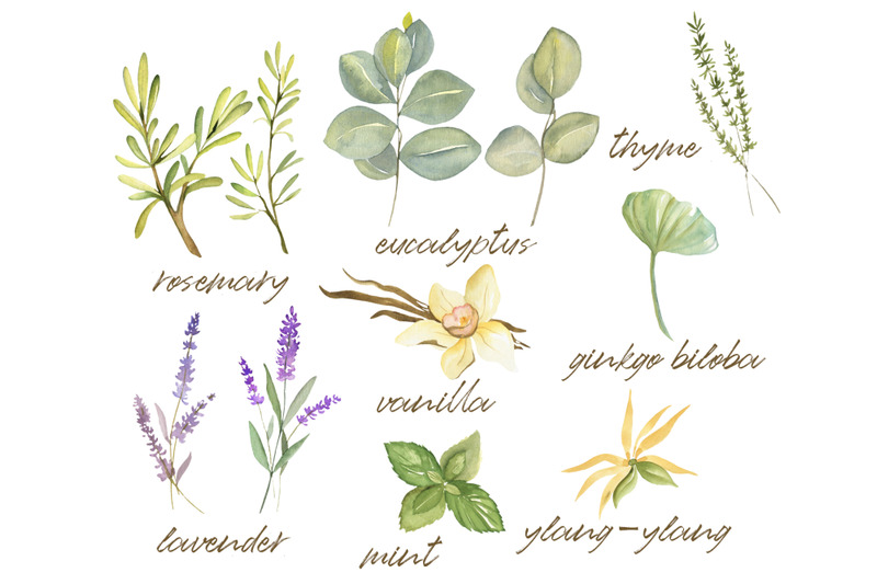 watercolor-set-of-herbs-and-aromatherapy-elements-hand-drawn-collecti