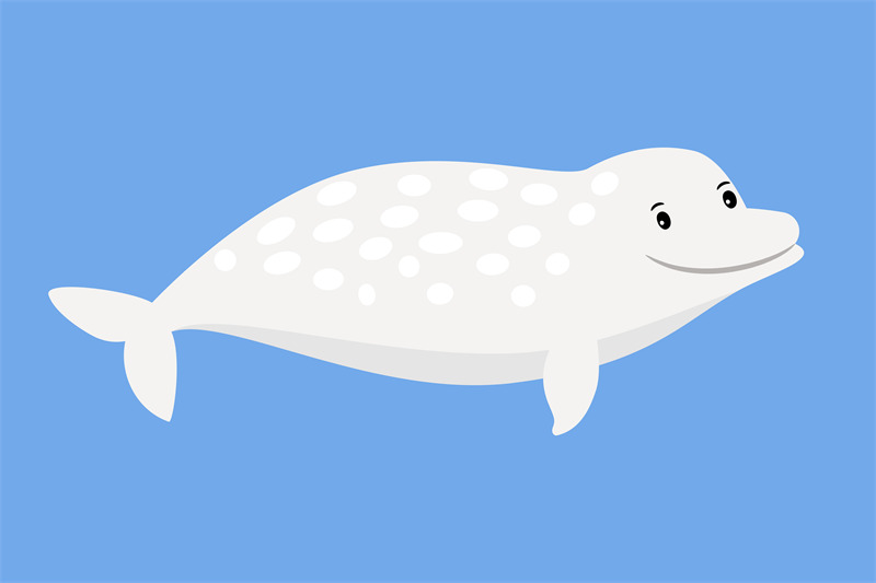 white-whale-cute-sea-animal