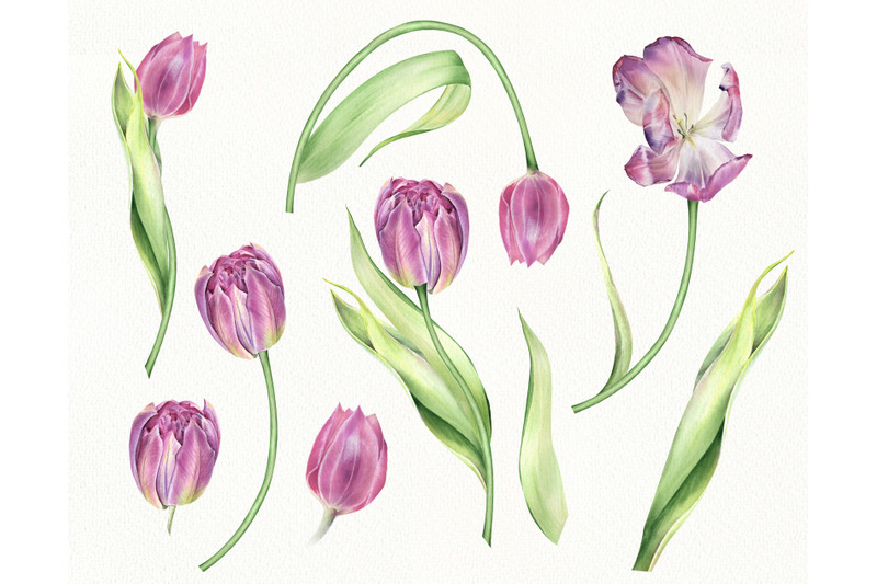 watercolor-pink-tulips-individual-png-clipart-spring-flowers-clip-art