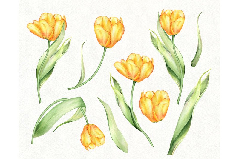 watercolor-pink-tulips-individual-png-clipart-spring-flowers-clip-art