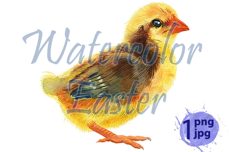 watercolor-illustration-of-yellow-chicken-with-brown-spots