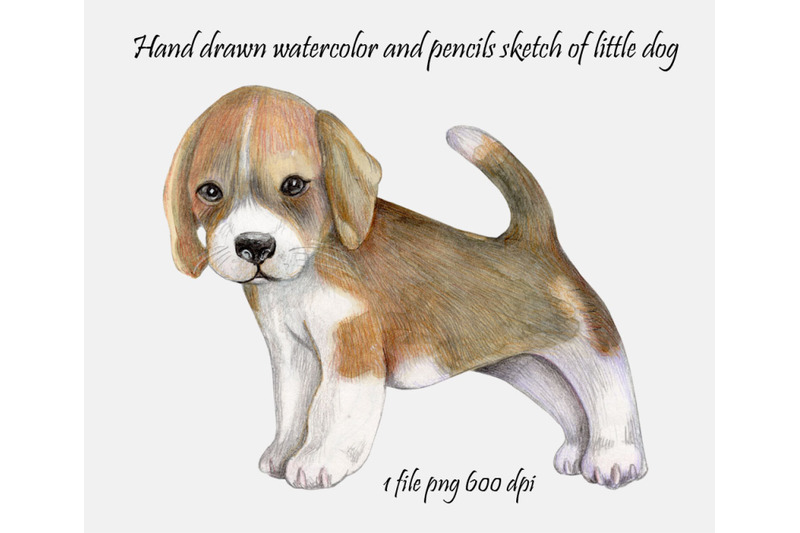 sketch-of-little-dog