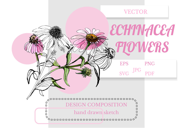 design-composition-of-hand-drawn-sketch-of-echinacea-flowers