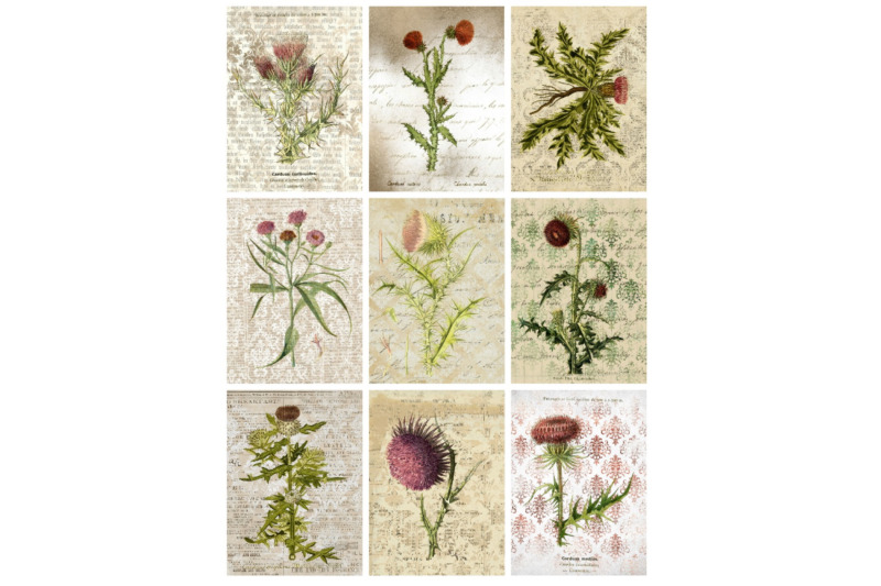 9-vintage-botanical-thistles-ephemera-collage