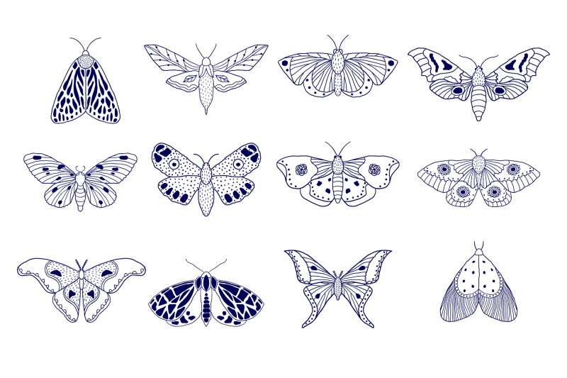 moths-and-butterflies