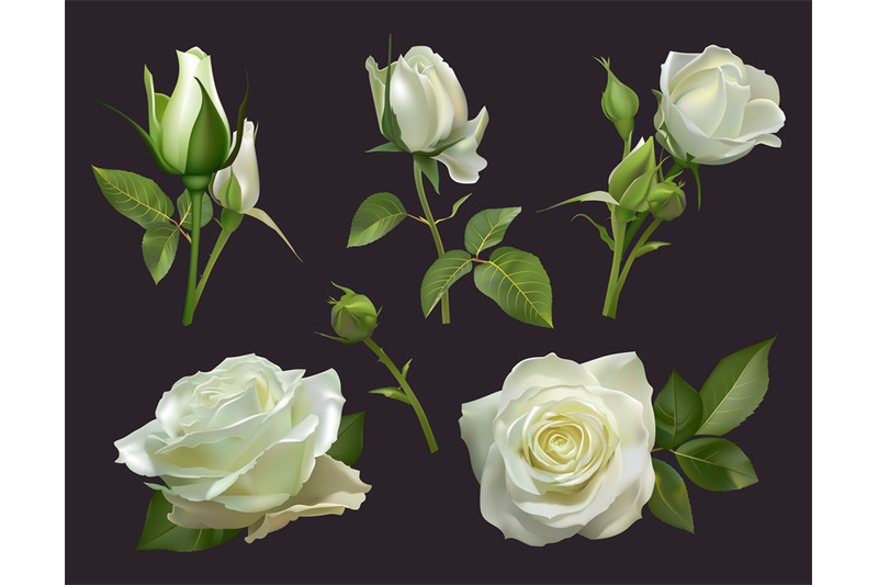 realistic-roses-bouquet-white-rose-flowers-with-leaves-floral-roses