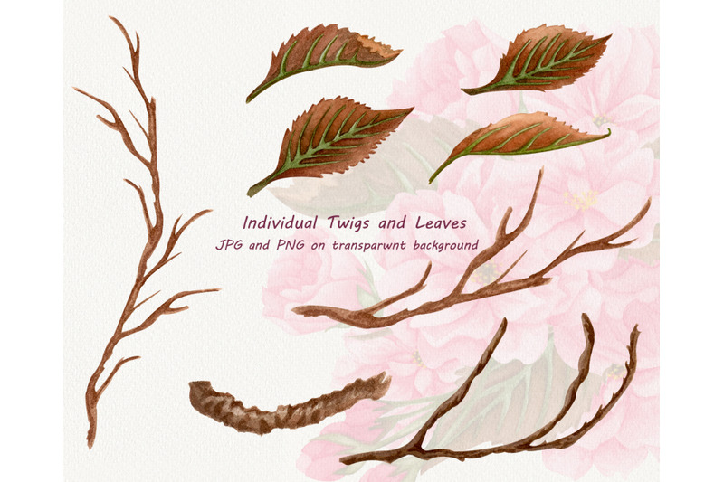 blooming-sakura-watercolor-clip-art