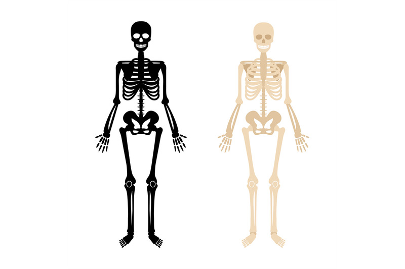 human-skeleton-set