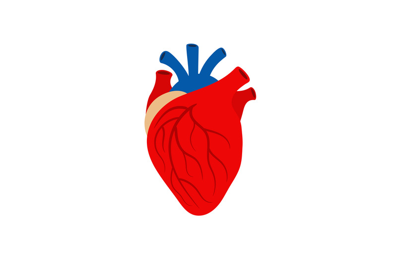 human-heart-organ-isolated-on-white-background
