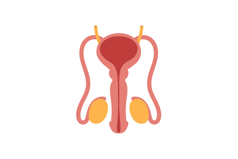 male-reproductive-system-isolated-on-white-background