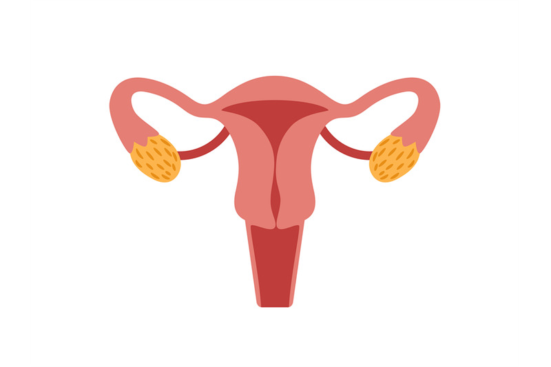 female-reproductive-system-for-childbearing-vector-illustration