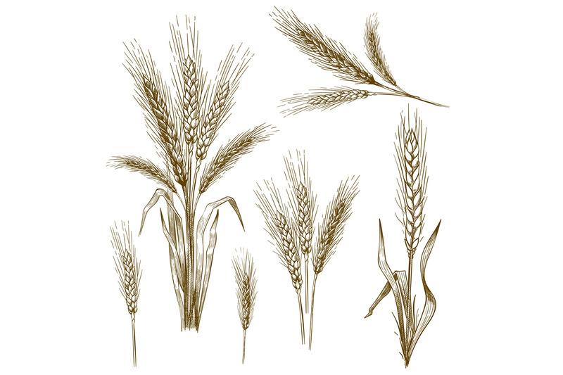 Hand drawn wheat ear. Sketch grain, wheat spikes and bakery grains vec ...