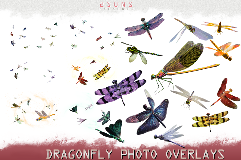 55-photoshop-overlay-dragonfly-clipart-butterfly-overlay-fairy