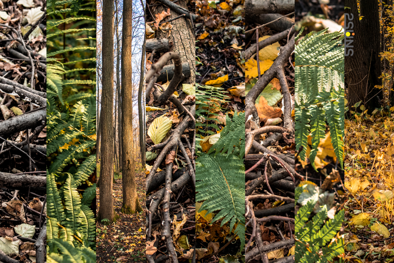 180-autumn-nature-textures-photoshop-overlays