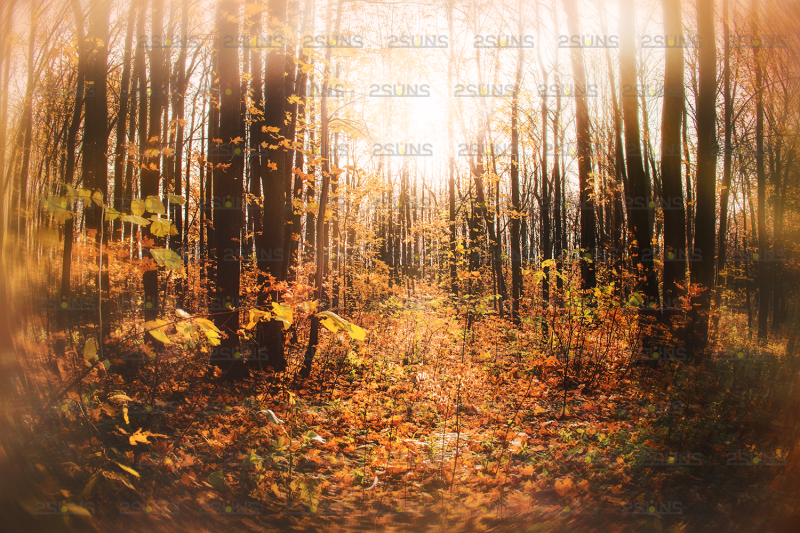 autumn-digital-backdrop-photoshop-fine-art