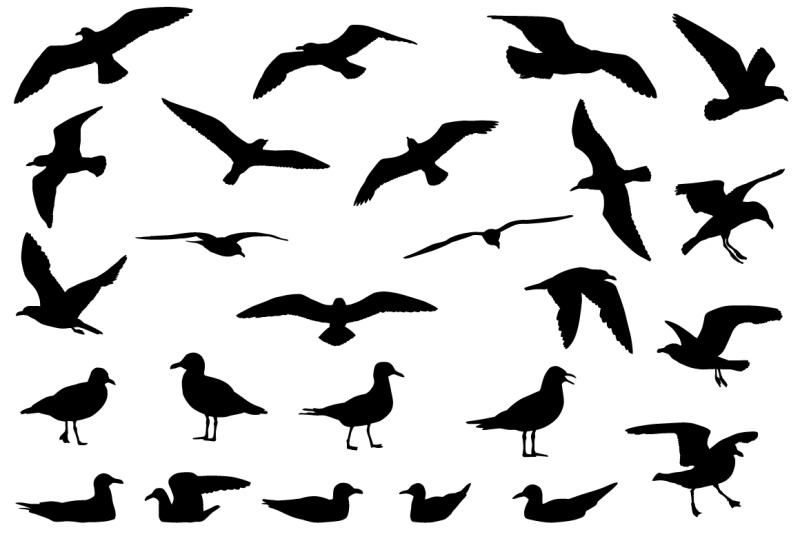 gulls-silhouette