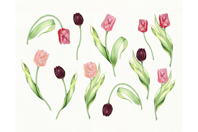 watercolor-red-tulips-individual-png-clipart-spring-flowers-clip-art
