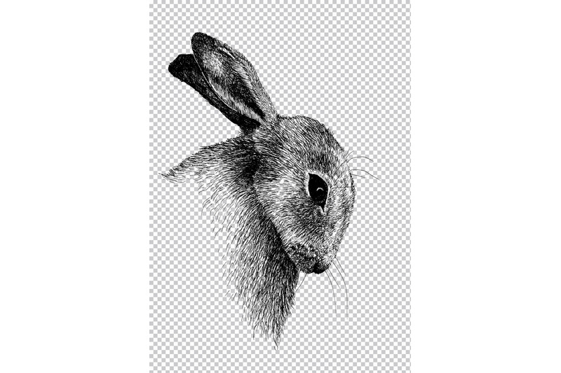 sketch-hare-head