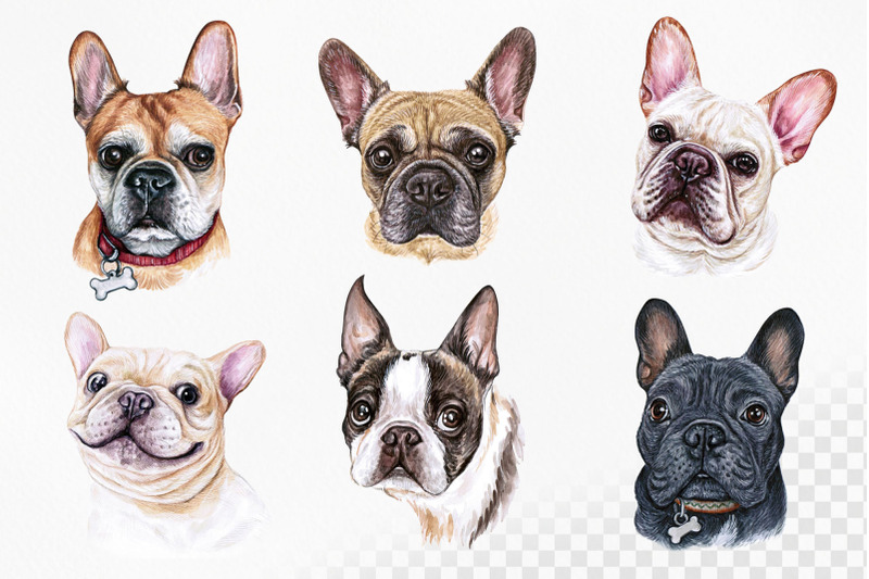 french-bulldogs-watercolor-12-dogs-illustrations-set