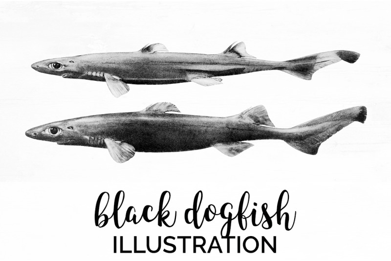 shark-clipart-black-dogfish-shark