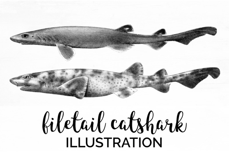 shark-clipart-filetail-catshark-shark
