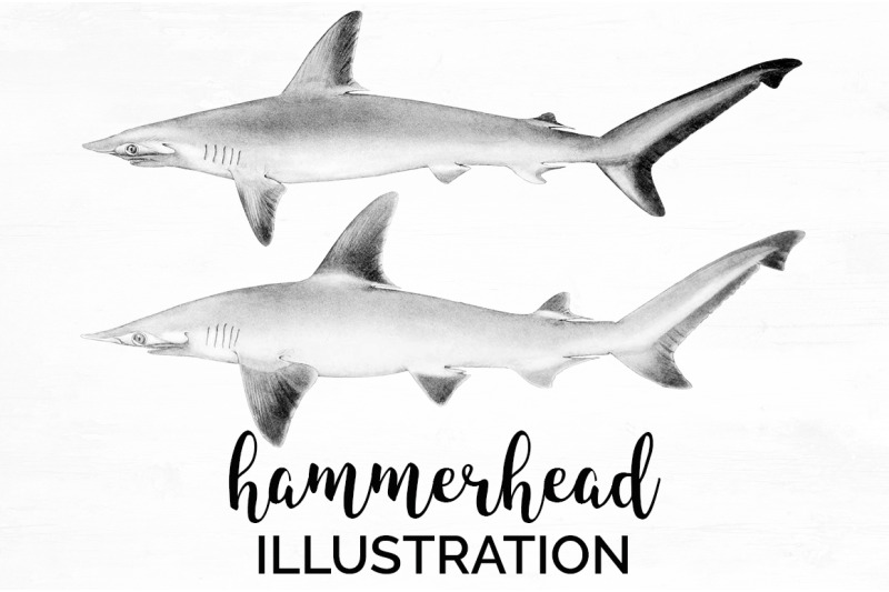 shark-clipart-hammerhead-shark