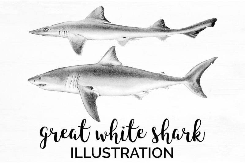 shark-clipart-great-white-shark