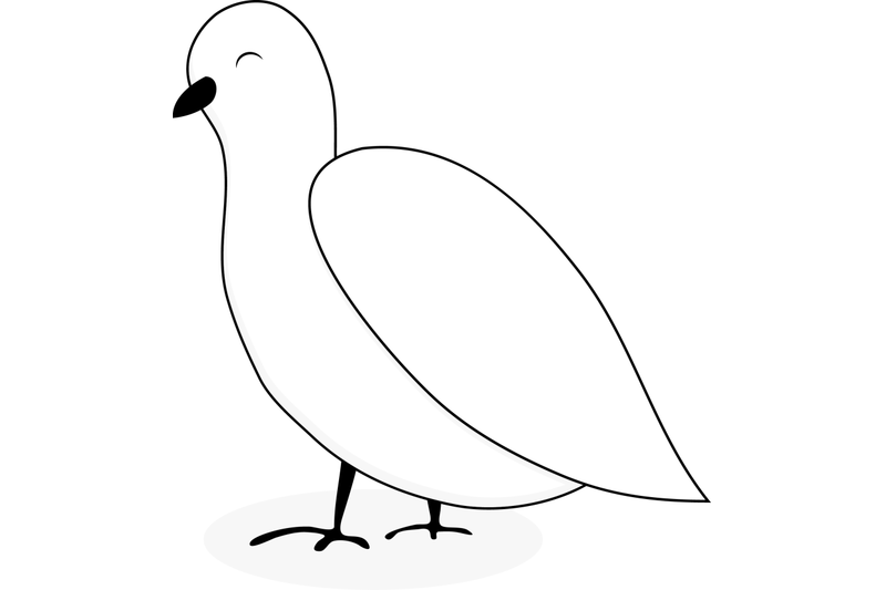 white-dove-animal-vector