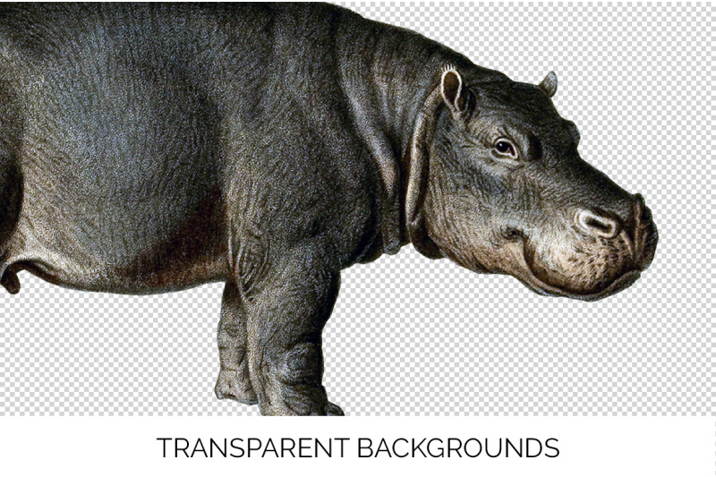 hippo-hippopotamus-clipart
